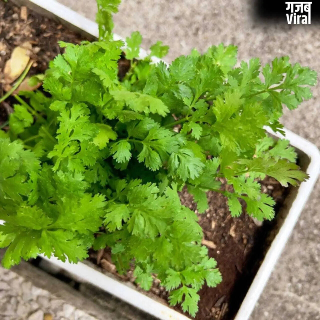 Essential Herbs to Grow in Your Kitchen Garden