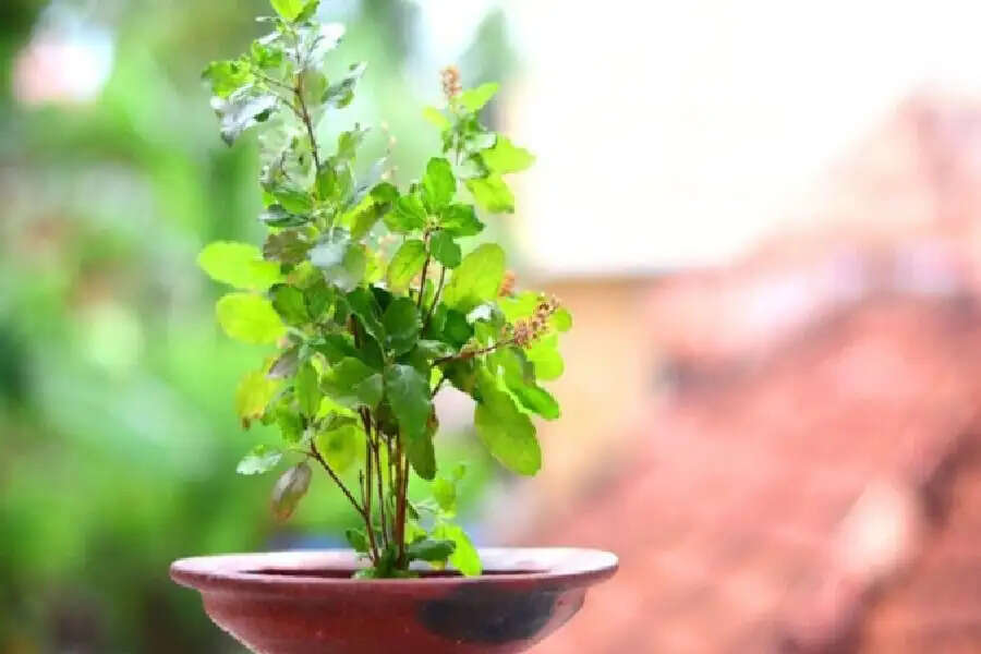 Effective Tips for Growing Healthy Tulsi Plants at Home