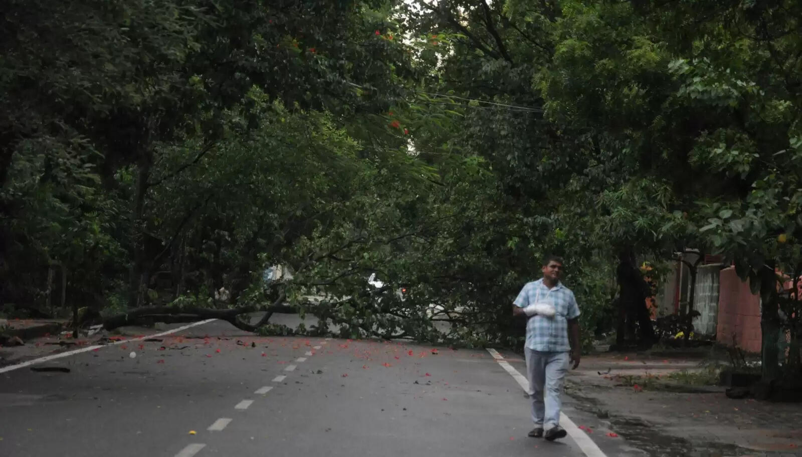 Bhubaneswar Faces Aftermath of Heavy Rain: Uprooted Trees and Bakrid Preparations