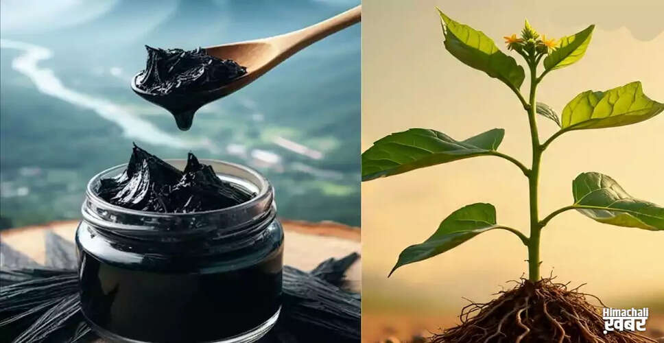 Discover the Power of Ashwagandha: A Superior Alternative to Shilajit
