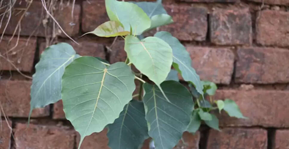 Guidelines for Safely Removing a Peepal Tree from Your Home