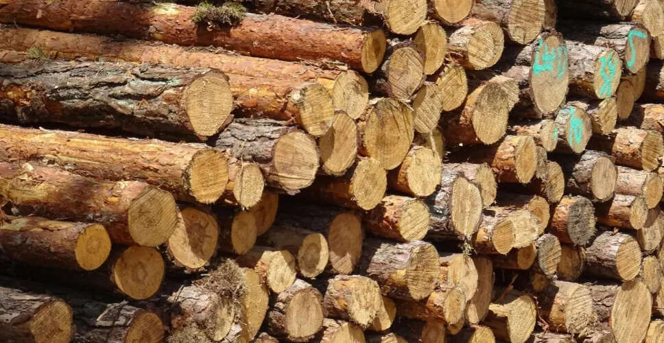 Concerns Rise Over Illegal Timber Smuggling at Assam-Meghalaya Border