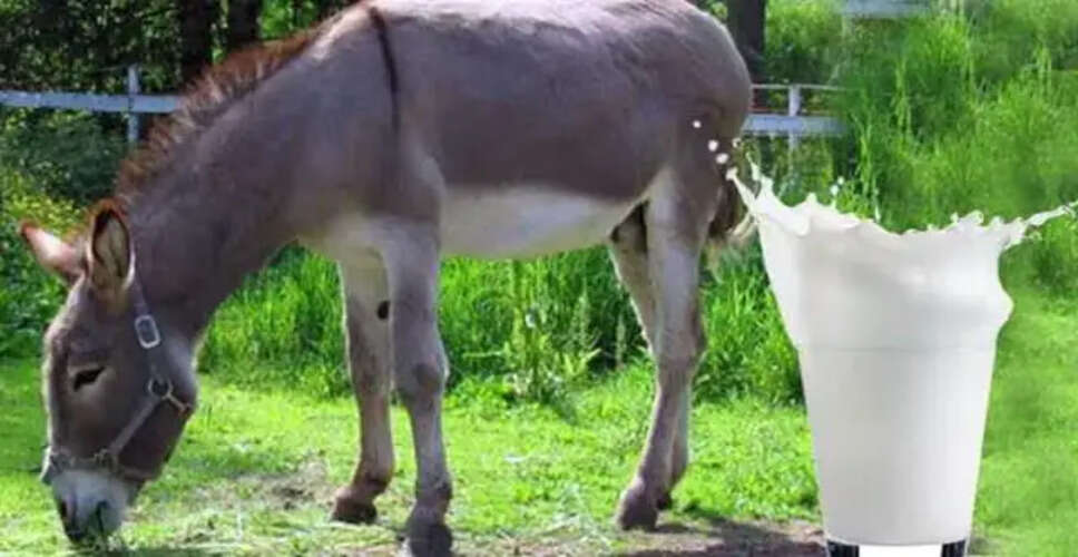 Why Donkey Milk is Priced at ₹7000 per Liter: Surprising Insights