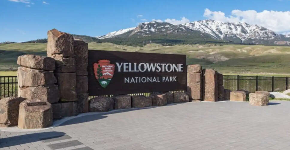 Bear Attack Injures Hikers at Yellowstone National Park