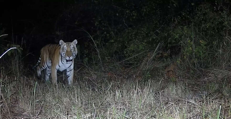 Tiger Sighted in Arunachal Pradesh Sanctuary After Two Decades