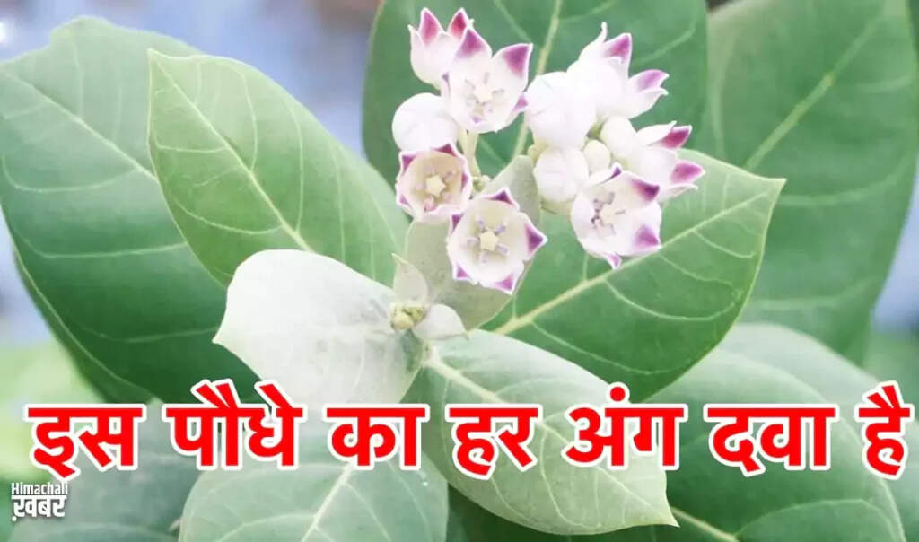 Exploring the Benefits and Risks of the Akarkara Plant