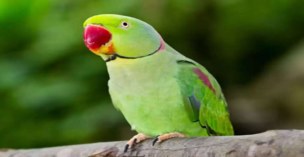 Enhance Your Home's Energy with Vastu: The Power of Parrot Imagery