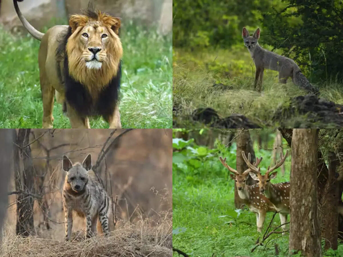 Explore India's Breathtaking National Parks and Wildlife Sanctuaries