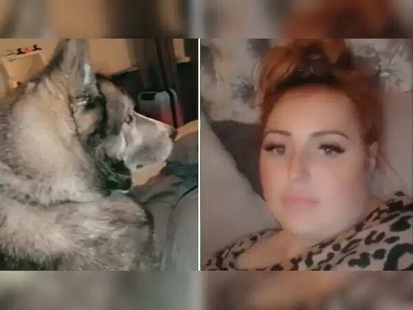 Drunken Night Leads to Surprising Encounter with Giant Dog