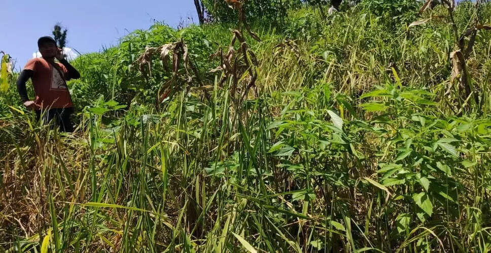 Mizoram Farmers Face Severe Crop Losses Due to Rodent Infestation