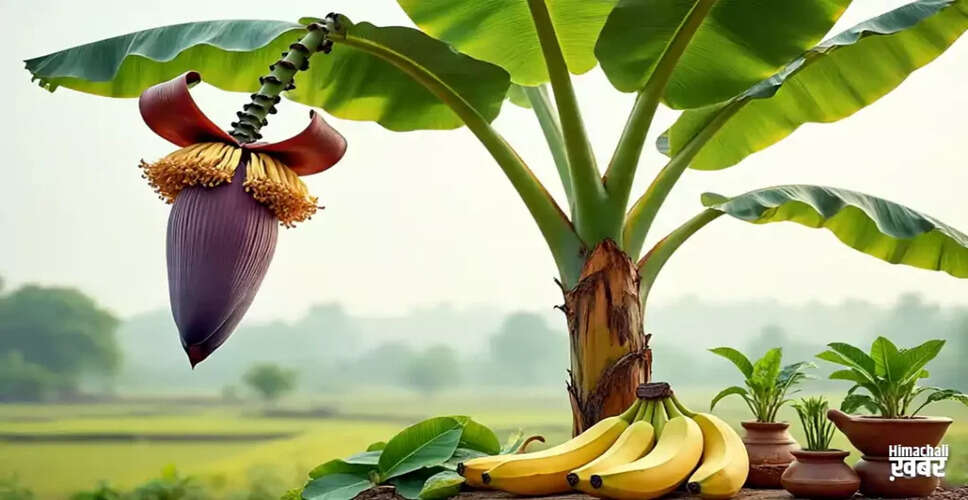 Exploring the Health Benefits of Banana Plants