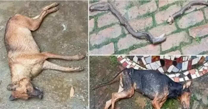 Heroic Dogs Prevent Snake Intrusion in Bhadohi, Uttar Pradesh