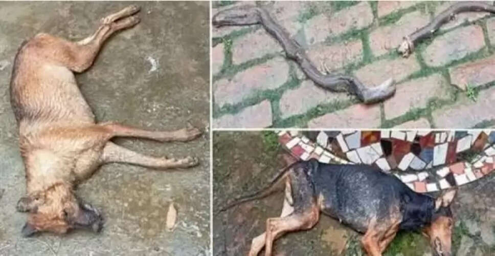 Heroic Dogs Prevent Snake Intrusion in Bhadohi, Uttar Pradesh