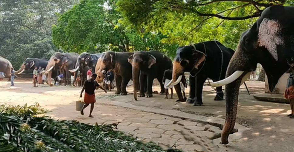 Following beating video, Kerala HC wants audit of elephant centre at Guruvayoor temple