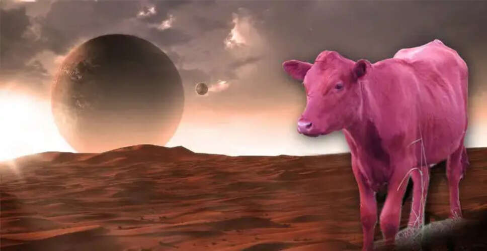 Israel's Mysterious Red Heifer Sparks End-of-World Theories