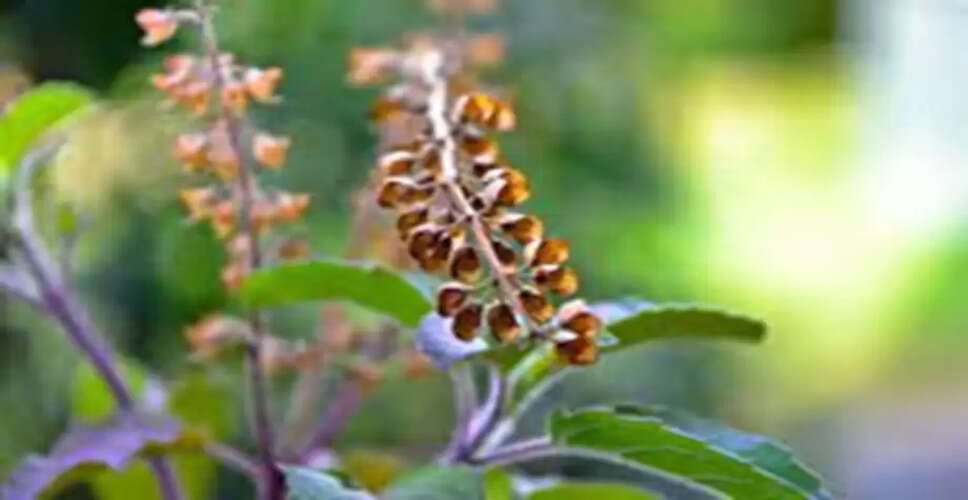 The Sacred Significance of Tulsi in Sanatan Dharma