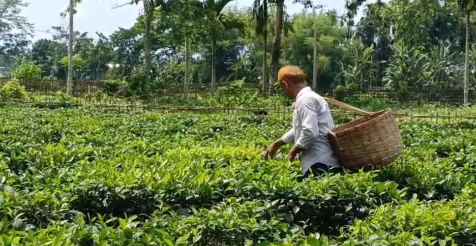 Majuli's First Registered Tea Garden: A Tale of Innovation and Self-Reliance