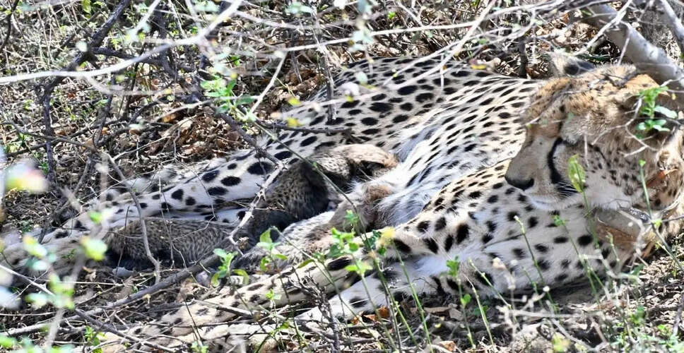Historic Milestone in India's Cheetah Reintroduction Project