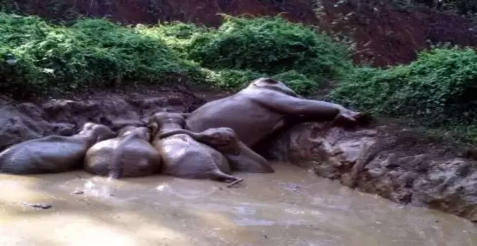 Carcasses of five wild elephants found in Kerala’s Ernakulam forests