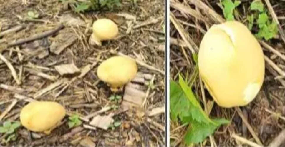Rare Yellow Puffball Mushroom Discovered in Arunachal Pradesh
