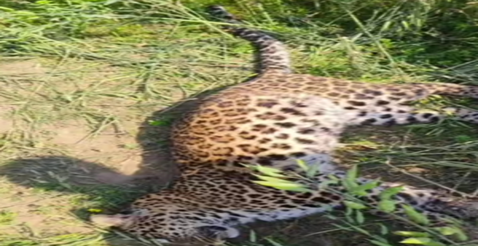 Leopardess beaten to death by villagers in UP's Pilibhit