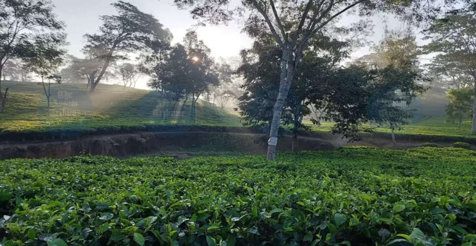 Challenges Facing Tripura's Manu Valley Tea Estate Amid Climate Change