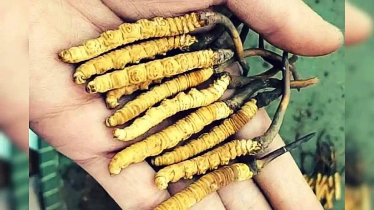 Discover the Power of Cordyceps: Nature's Ultimate Strength Booster