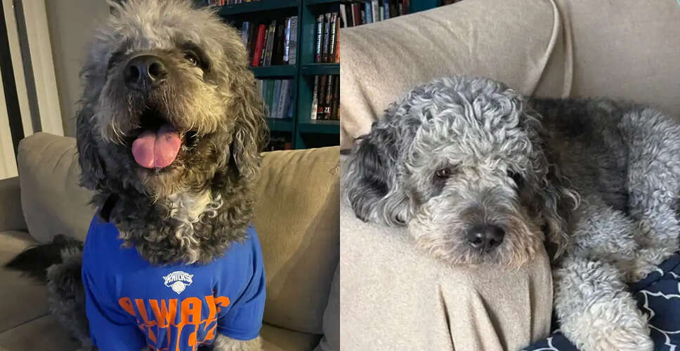 Tragic Incident: LAPD Shoots Pet Dog During NBA Celebration