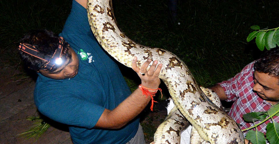 Eight-Foot Python Rescued in Bandra, Mumbai