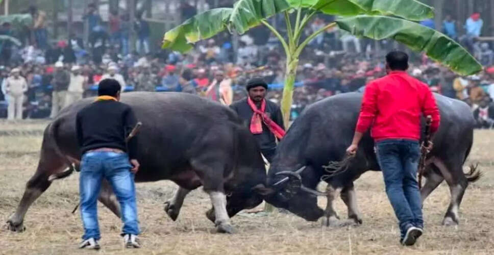 Gauhati High Court Bans Buffalo Fights in Assam