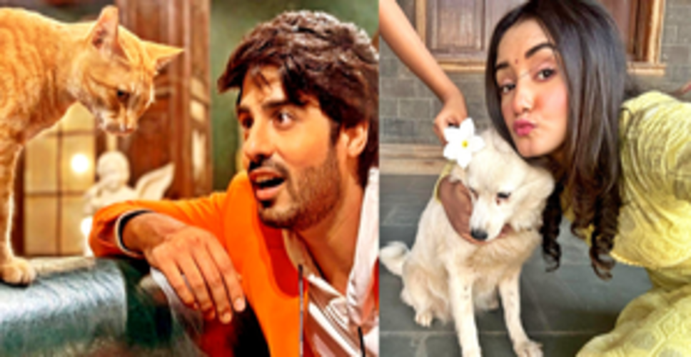 'Kumkum Bhagya’ actors Abrar Qazi, Rachi Sharma find it therapeutic to spend time with strays