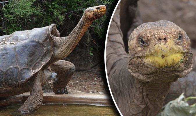 This 100-year-old tortoise gave birth to 800 babies to saves its species from extinction