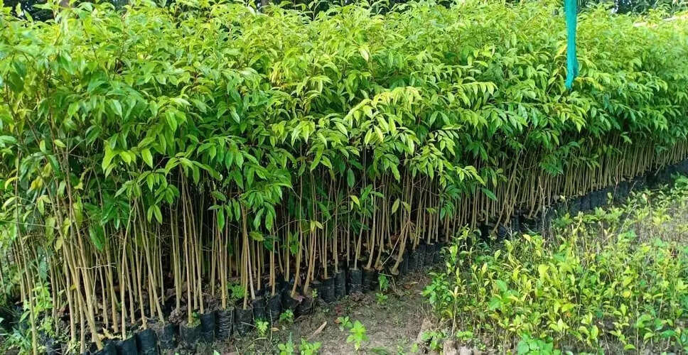 Northeast India to Showcase 150 Unique Products for GI Tagging