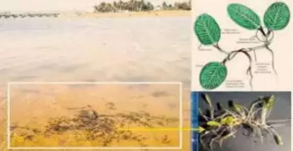 Seagrass Meadows Make a Remarkable Comeback in Odisha's Haripur Creek