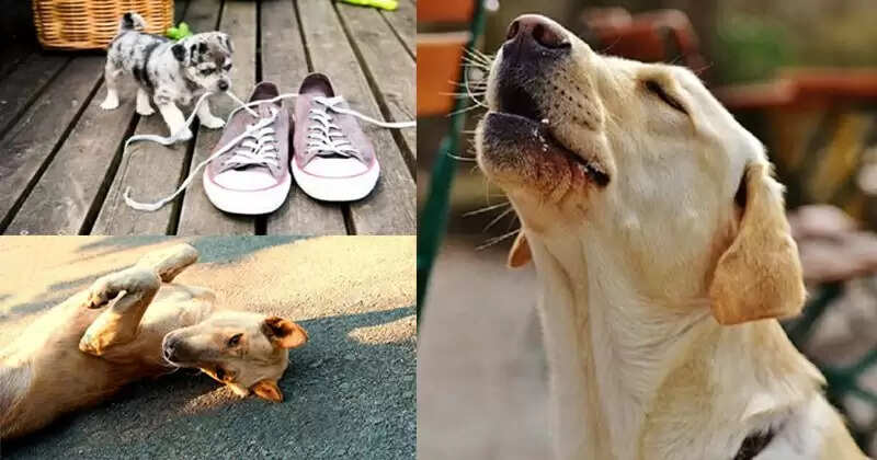 Understanding Dog Behavior: Signs of Upcoming Events