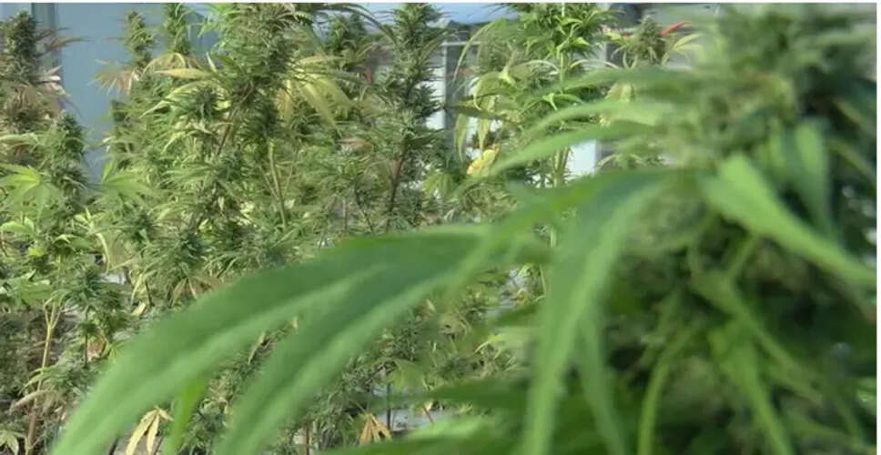 Understanding the Legality of CBD Gummies in India