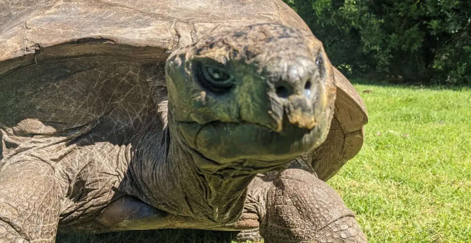 Jonathan the Tortoise: The World's Oldest Known Tortoise is Alive and Well