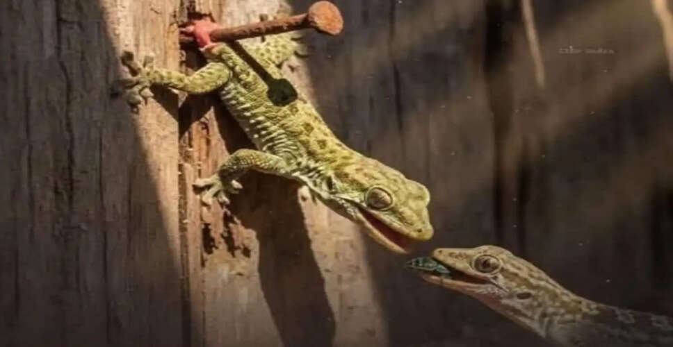 The Heartwarming Tale of Two Lizards: A Viral Love Story