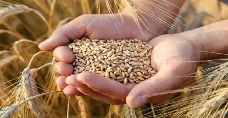 Grain import ban: Ukraine to sue Poland, Hungary, Slovakia