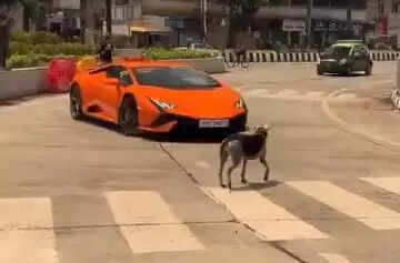 Meet Dogesh: The Street Dog Who Took on a Lamborghini and Won Hearts!