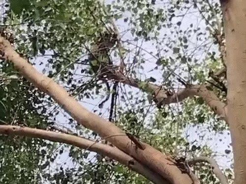 Panic Erupts After Leopard Attack Injures Local Resident