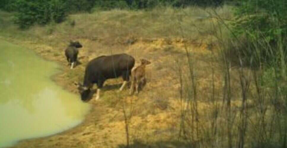 Wildlife Thrives in Ganjam: A Surge in Indian Bison and Rare Species Sightings