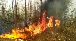 Tragic Wildfire Incident: Forest Guard Severely Injured in Rourkela