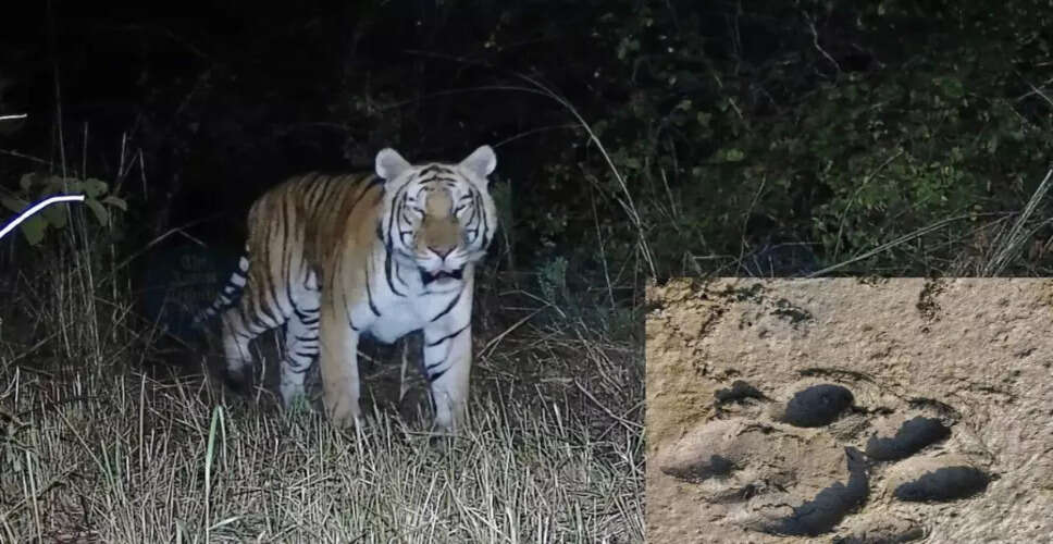 Royal Bengal Tigress and Cubs Spotted in Dhemaji's Poba Reserve Forest