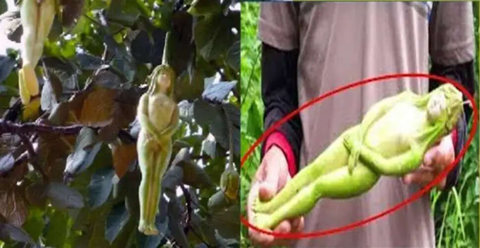 The Enigmatic Tree of Thailand: A Fruit Shaped Like a Girl
