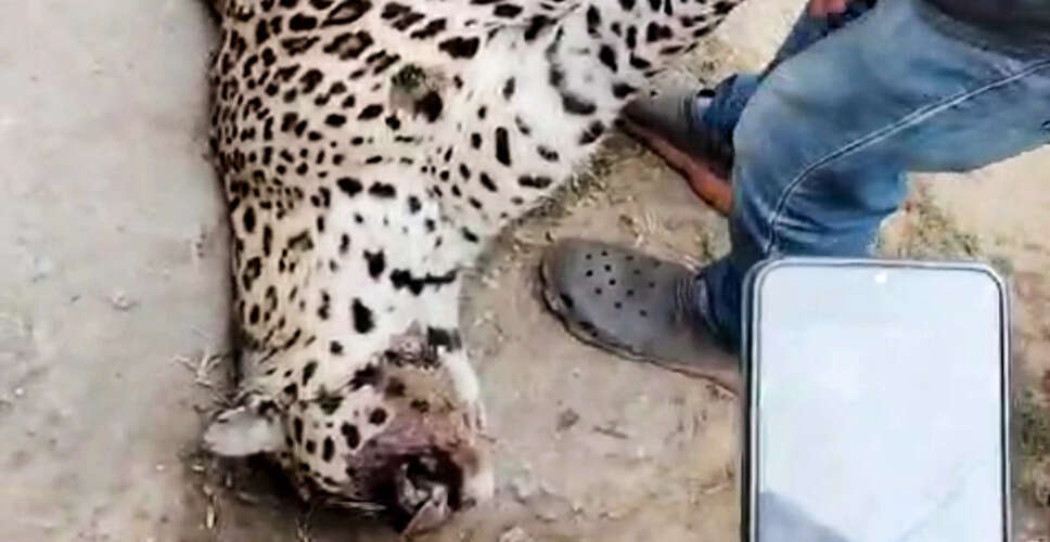 Leopard Found Dead in Kanha Tiger Reserve, Suspected Tiger Attack