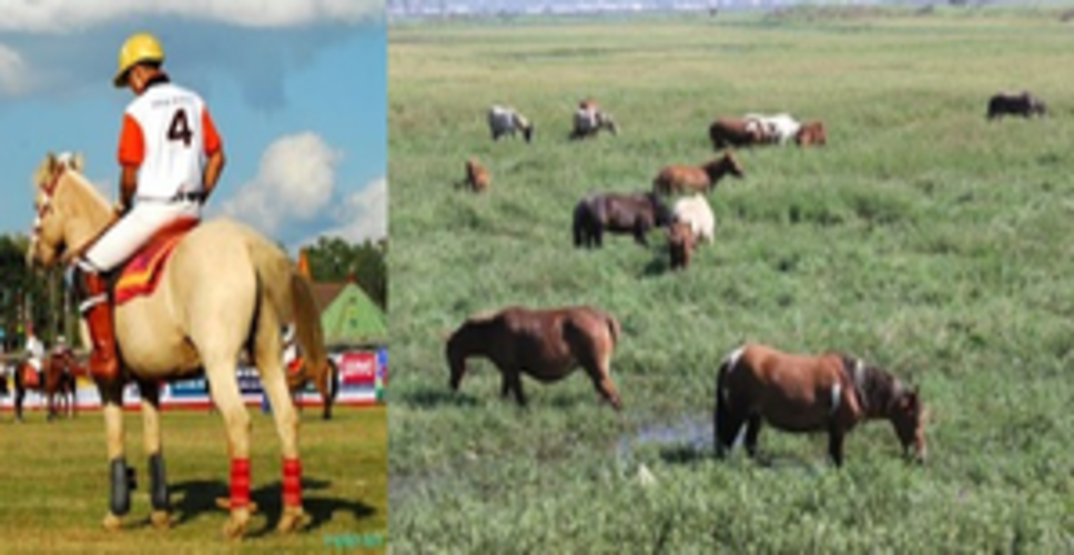 Manipur govt allots 30-acre grassland to conserve endangered 'polo ponies'