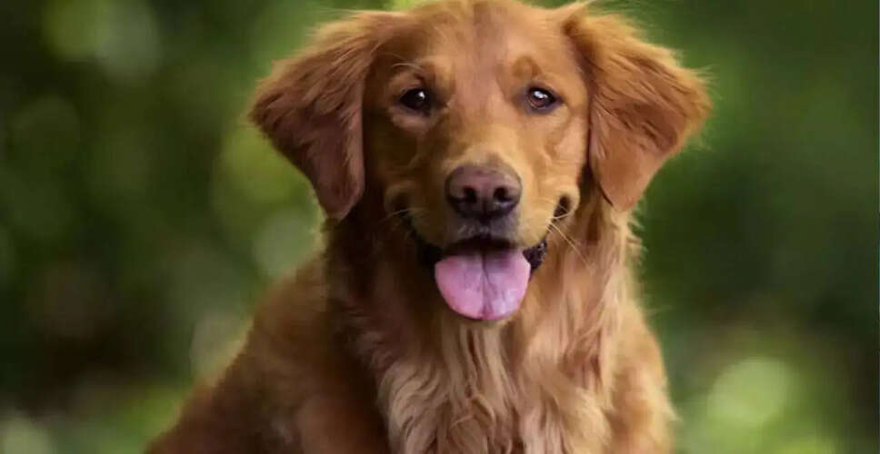 Virginia Police Officer Shoots Dog Amid Rising Concerns Over Animal Encounters