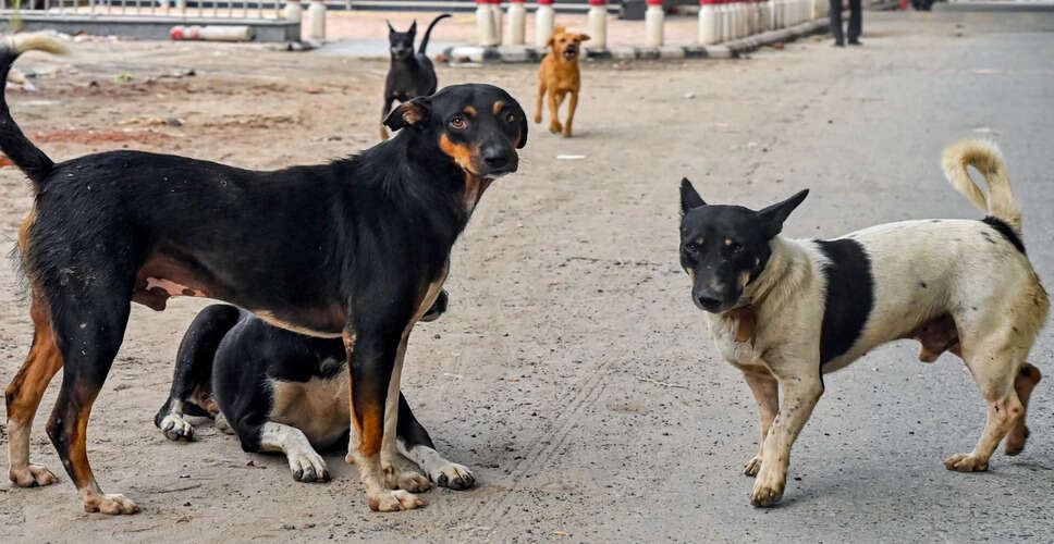 Tragic Incident: Stray Dogs Attack Leads to Woman's Death in Uttar Pradesh