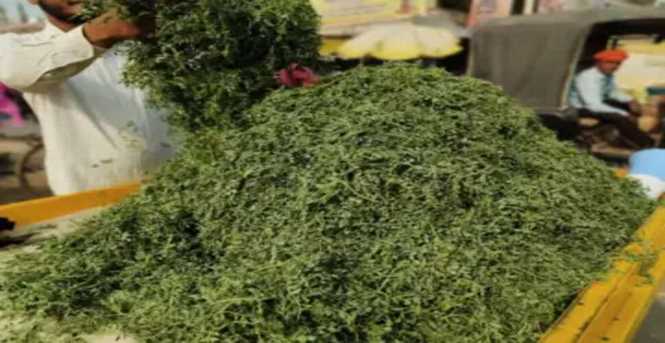 The Nutritional Benefits of Chickpea Greens in Madhya Pradesh